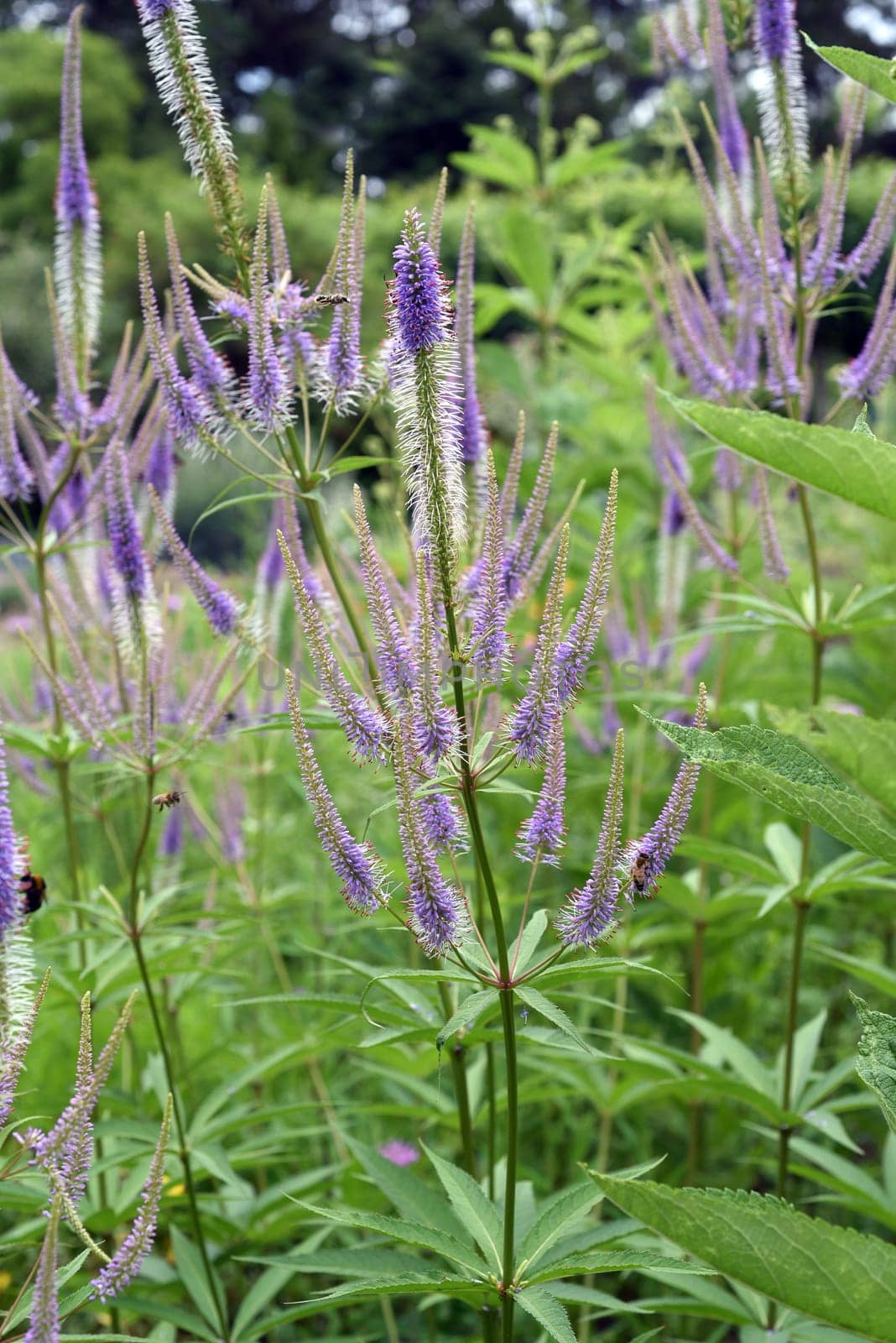 Honorary award,Veronica longifolia is a beautiful bee-friendly perennial with blue flowers. Speedwell,Veronica longifolia is a beautiful bee friendly perennial with blue flowers.