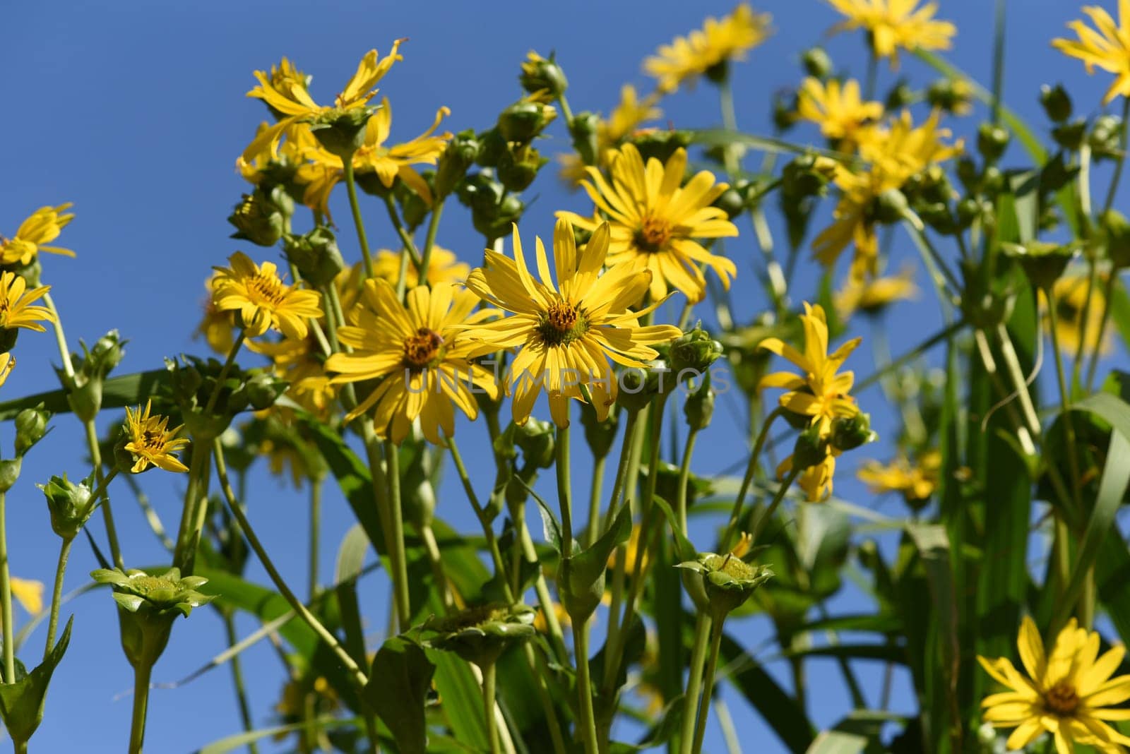 Cup plant,Silphium perfoliatum,Bewachsenblaettrige Becher plant comes from the USA and is used there as a fodder plant and energy plant. Cup plant,Silphium perfoliatum,cup plant comes from the USA and is used there as a fodder plant and energy plant.