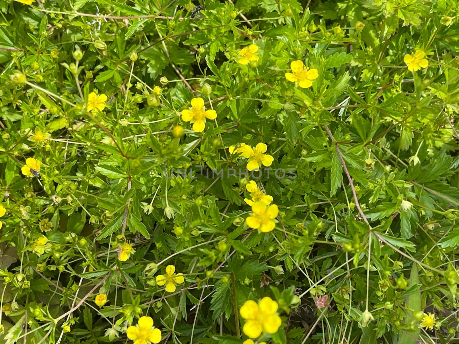 Bloodroot,Potentilla erecta,is an important medicinal plant with yellow flowers. Bloodroot,Potentilla erecta,is an important medicinal plant with yellow flowers