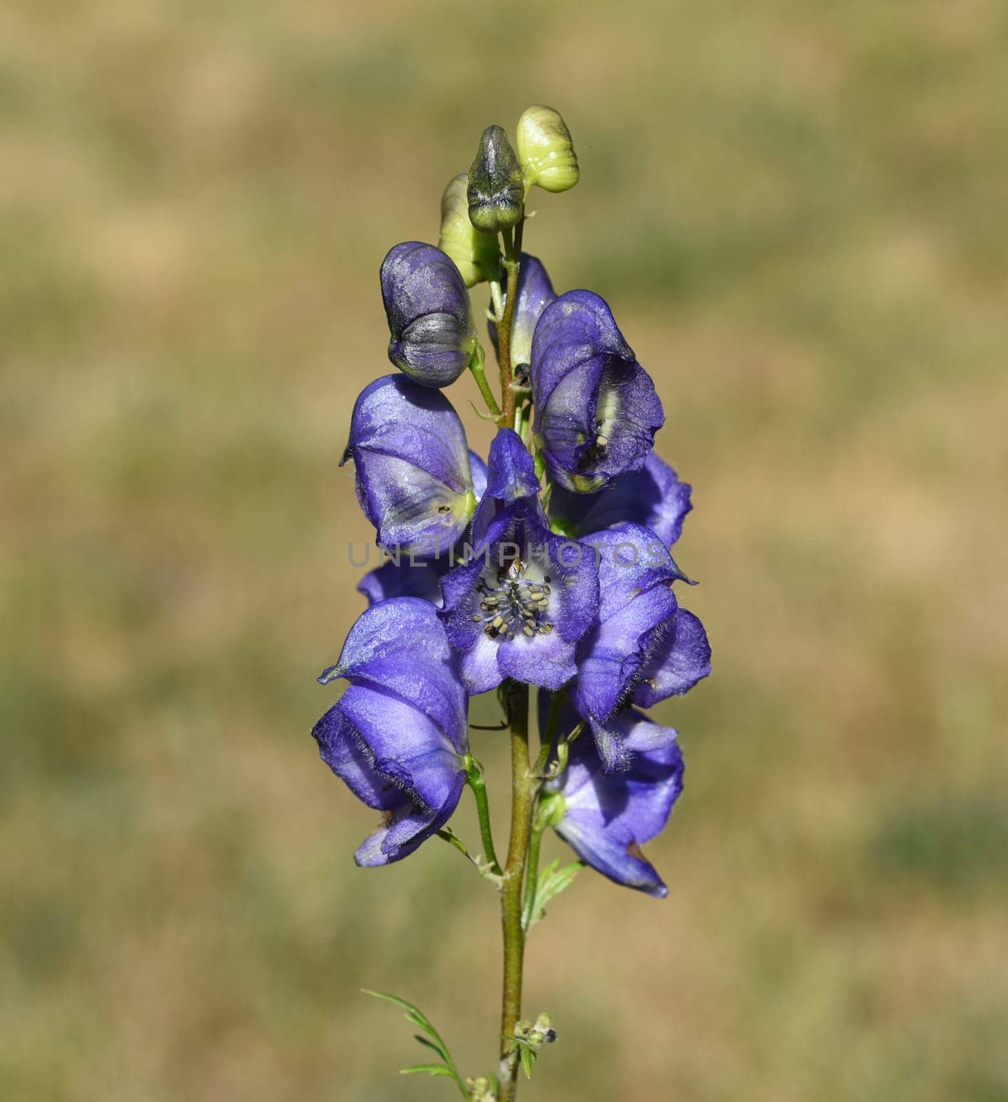 Monkshood,Aconitium napellus is a poisonous and medicinal plant with blue flowers. Monkshood,Aconitium napellus is a poisonous and medicinal plant with blue flowers.