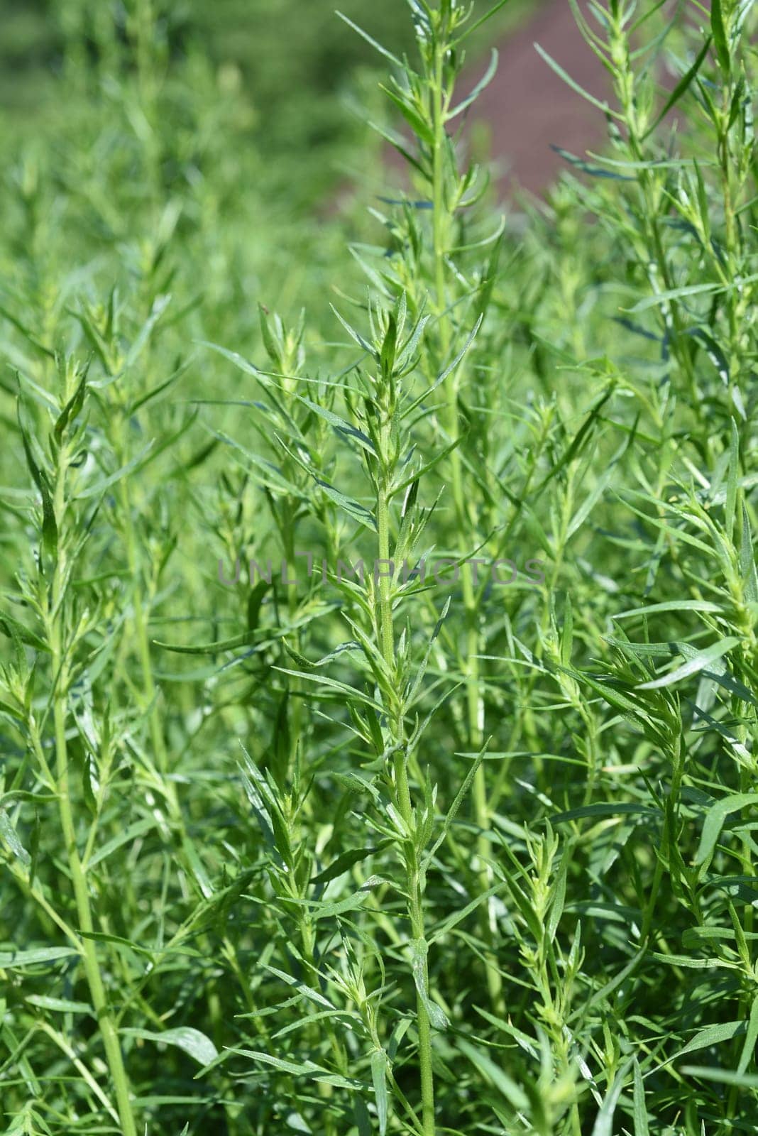 Tarragon,Artemisia dracunculus,is an important medicinal and herbaceous plant. Tarragon,Artemisia Dracunculus,is an important medicinal and herb plant