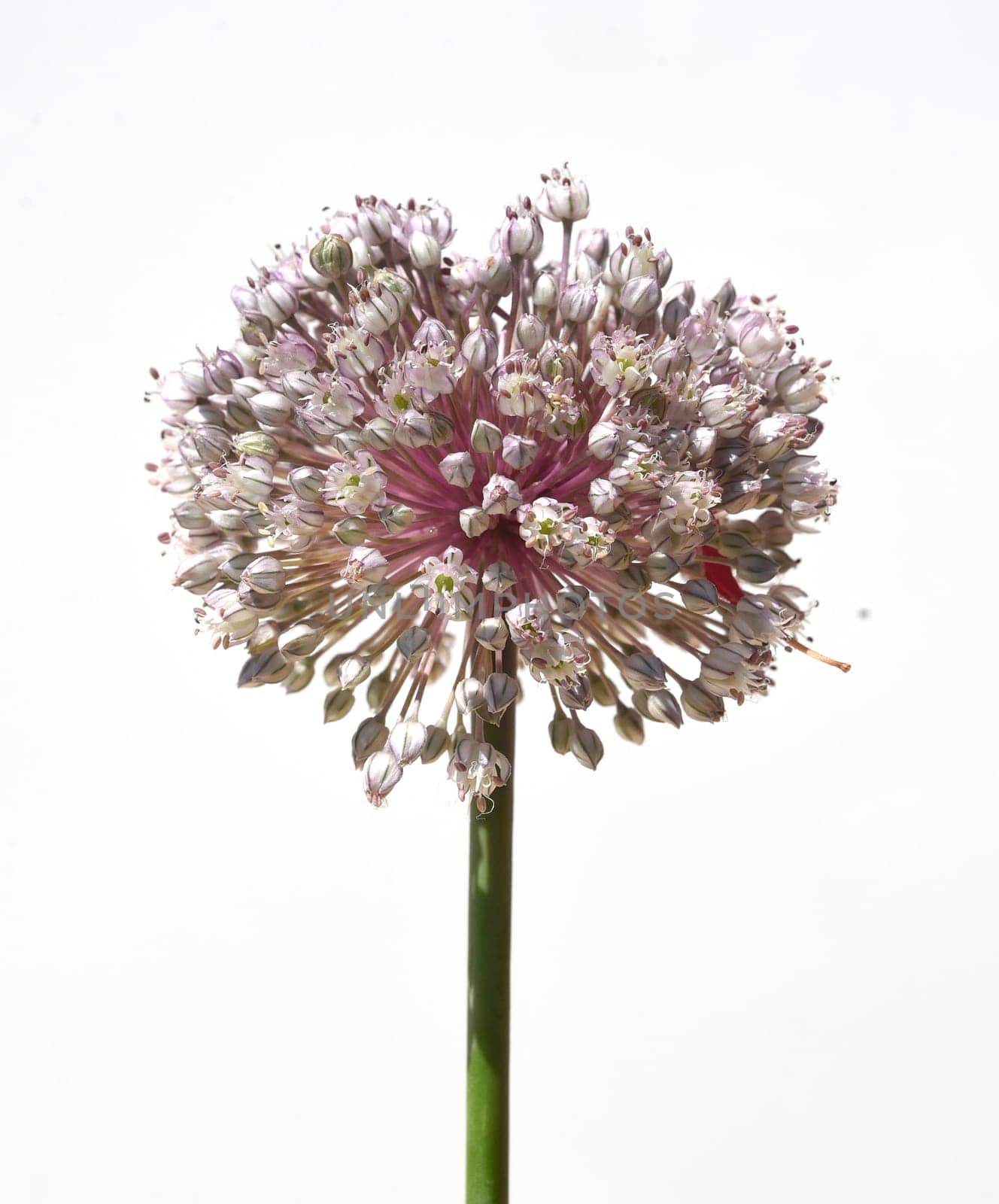 Leek,allium,porrum,is a medicinal plant,and one of the most important kitchen herbs. Leek,Allium,porrum,is a medicinal plant and one of the most important kitchen herbs.