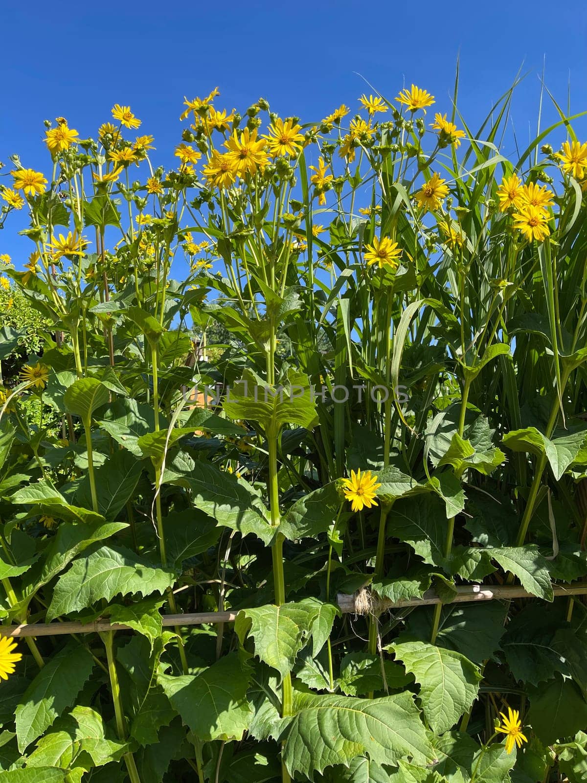 Cup plant,Silphium perfoliatum,Bewachsenblaettrige Becher plant comes from the USA and is used there as a fodder plant and energy plant. Cup plant,Silphium perfoliatum,cup plant comes from the USA and is used there as a fodder plant and energy plant.