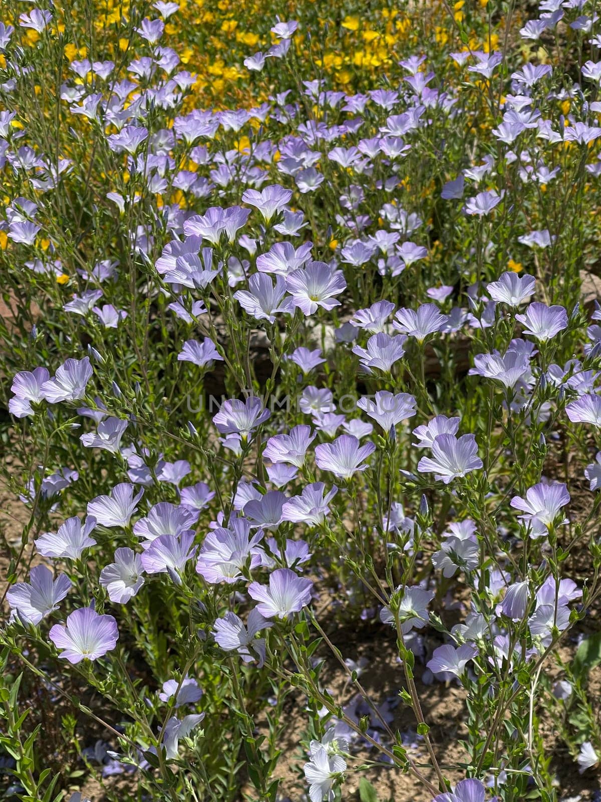 French flax,Linum Narbonense,a blue flower that provides color accents in the garden or on the balcony. French flax,Linum Narbonense,a blue flower that provides colorful accents in the garden or on the balcony.
