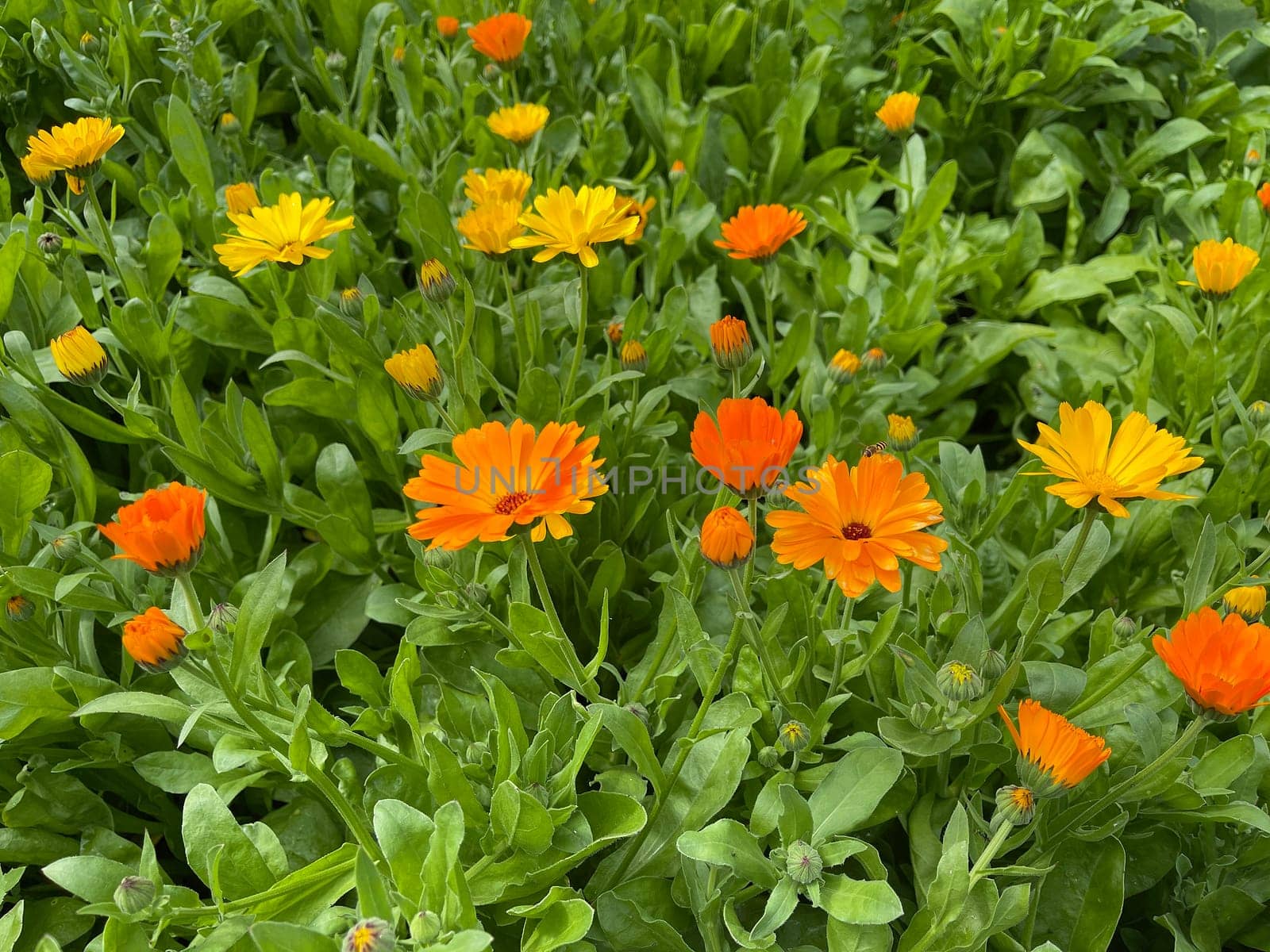 Calendula,Calendula officinalis is an important medicinal plant with yellow flowers. It is also used in medicine. Marigold,Calendula officinalis is an important medicinal plant with yellow flowers. It is also used in medicine.