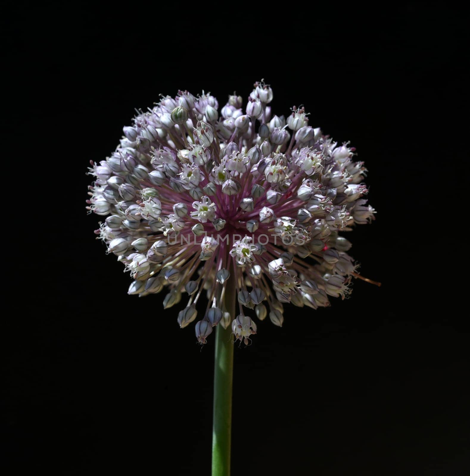 Leek,allium,porrum,is a medicinal plant,and one of the most important kitchen herbs. Leek,Allium,porrum,is a medicinal plant and one of the most important kitchen herbs.
