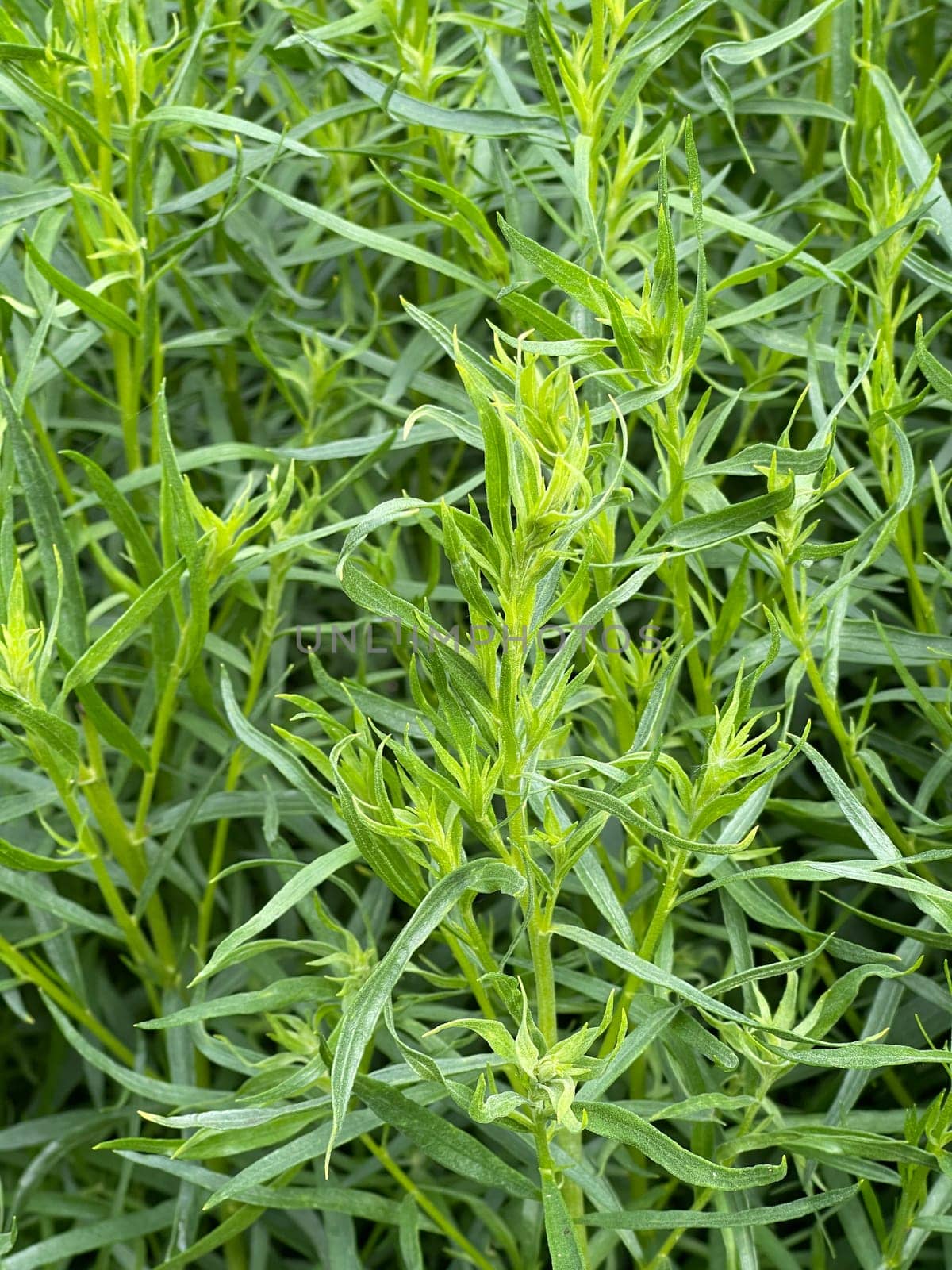 Tarragon,Artemisia dracunculus,is an important medicinal and herbaceous plant. Tarragon,Artemisia Dracunculus,is an important medicinal and herb plant