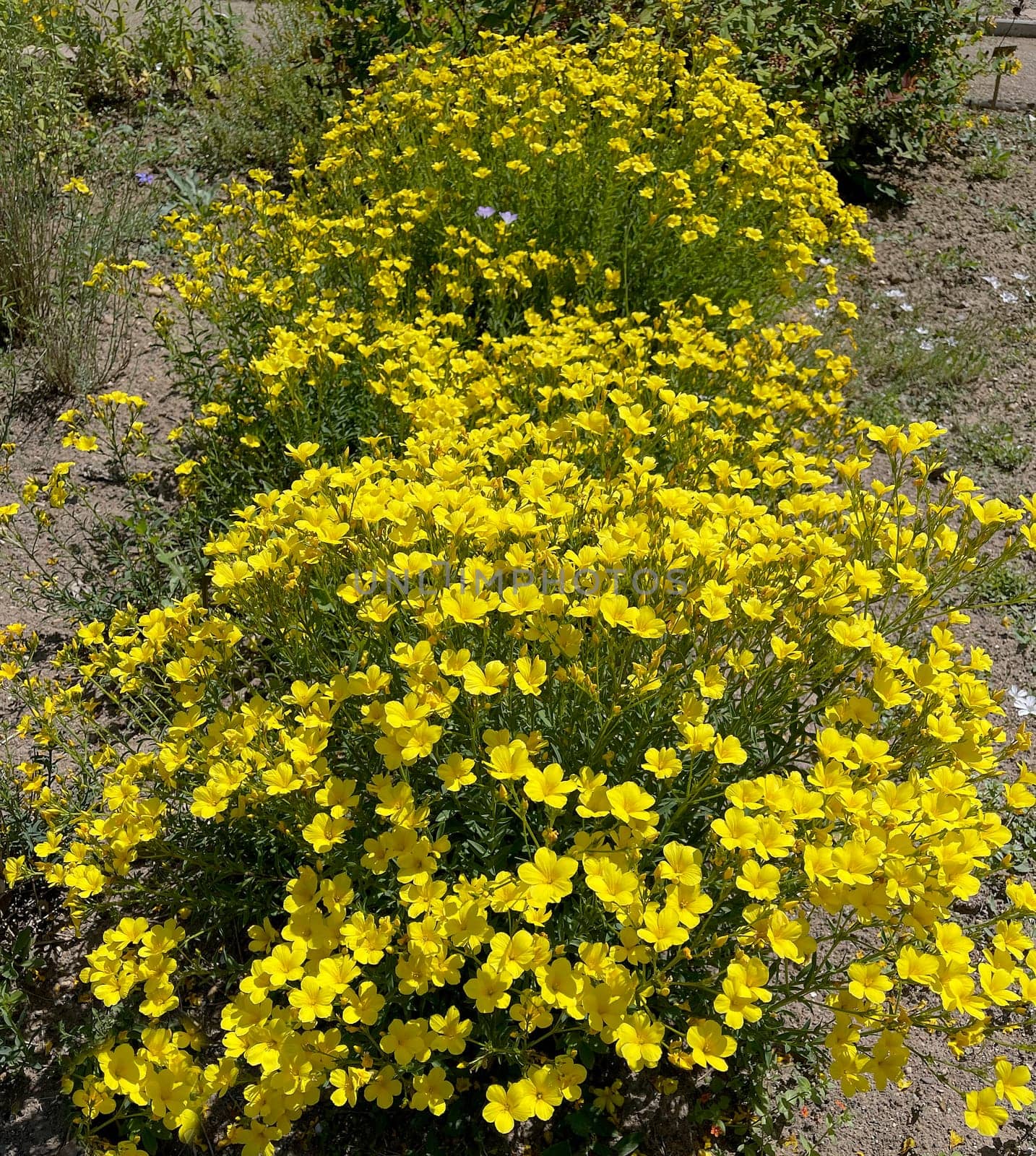 Yellow linen,linum,a yellow flower that provides color accents in the garden or on the balcony. Yellow linen,Linum,a yellow flower that provides color accents in the garden or on the balcony.