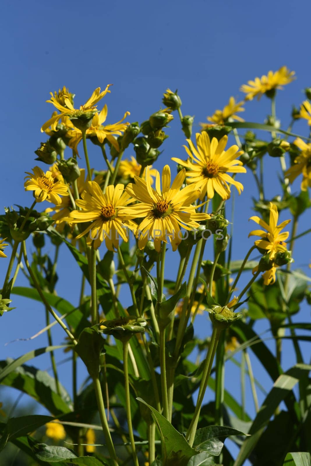 Cup plant,Silphium perfoliatum,Bewachsenblaettrige Becher plant comes from the USA and is used there as a fodder plant and energy plant. Cup plant,Silphium perfoliatum,cup plant comes from the USA and is used there as a fodder plant and energy plant.