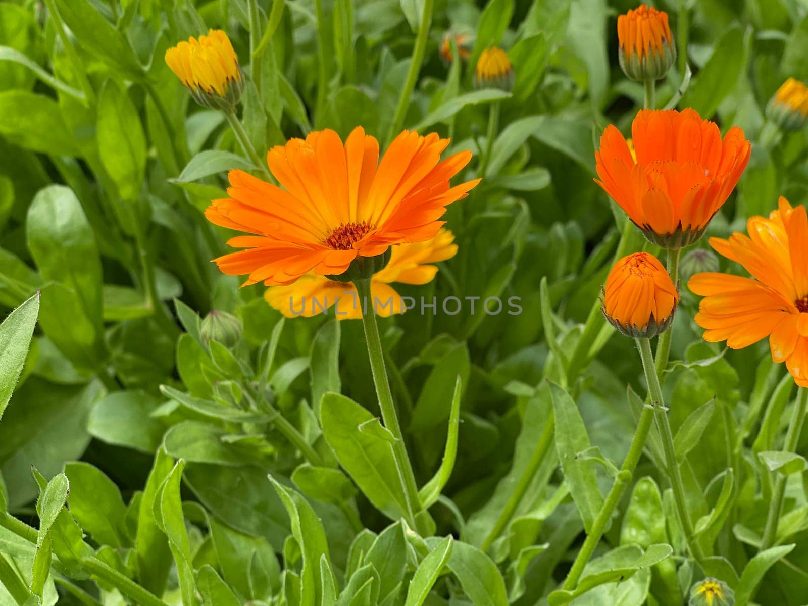 Calendula,Calendula officinalis is an important medicinal plant with yellow flowers. It is also used in medicine. Marigold,Calendula officinalis is an important medicinal plant with yellow flowers. It is also used in medicine.