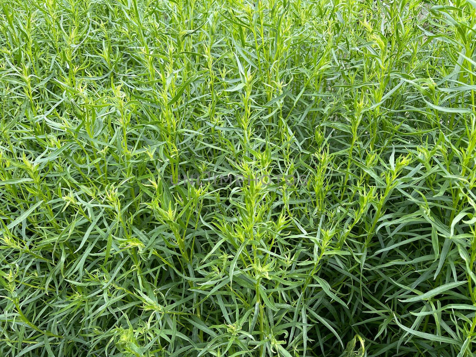 Tarragon,Artemisia dracunculus,is an important medicinal and herbaceous plant. Tarragon,Artemisia Dracunculus,is an important medicinal and herb plant