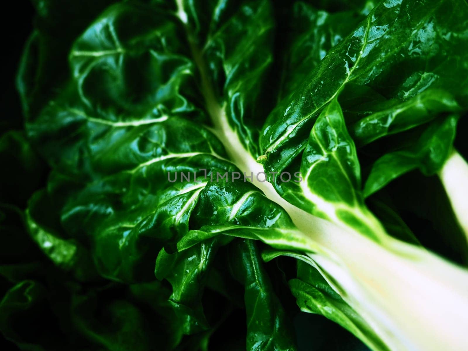 Mangold Beta vulgaris. Biennial herb, a subspecies of common beet. Fortified green lettuce leaves. Vegetarian or healthy food. Washed chard. Fresh harvested swiss chard from an organic farm