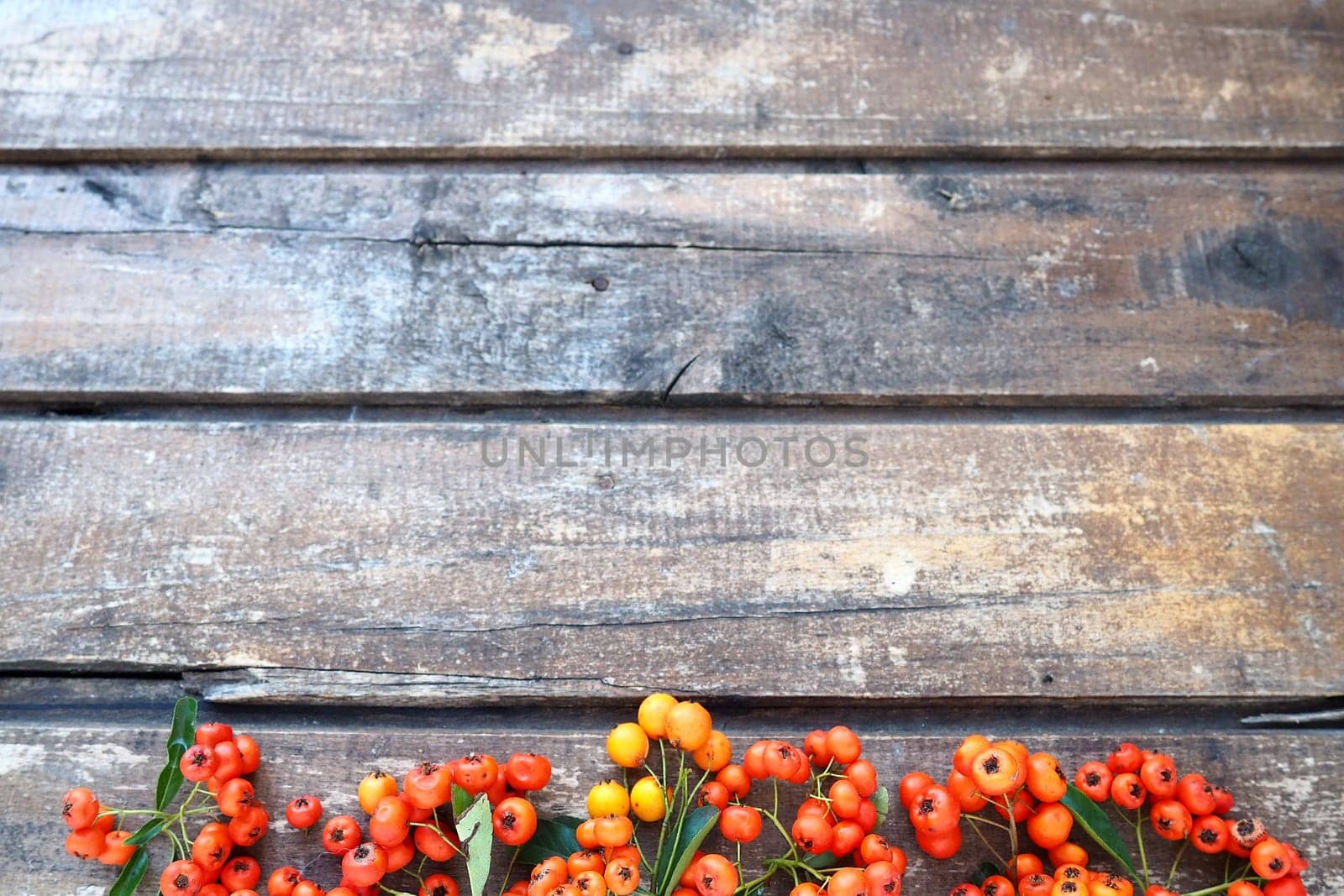 Red, orange and yellow winter berries on a horizontal wooden background. Rowan fruits are located along the lower edge of the background. New Year or Christmas natural background