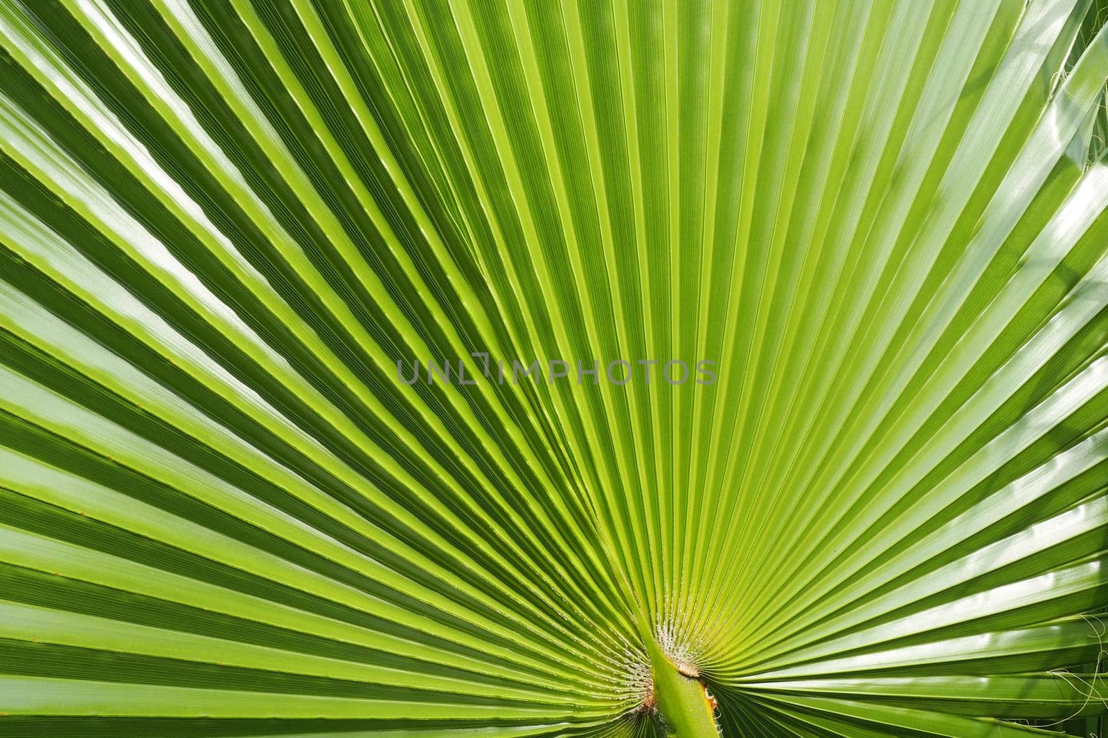 Palm leaves texture with shadow and light. Palm leaves of bright green and yellow colors. Tropical beautiful background. Summer beach tourism. Pleated leaves