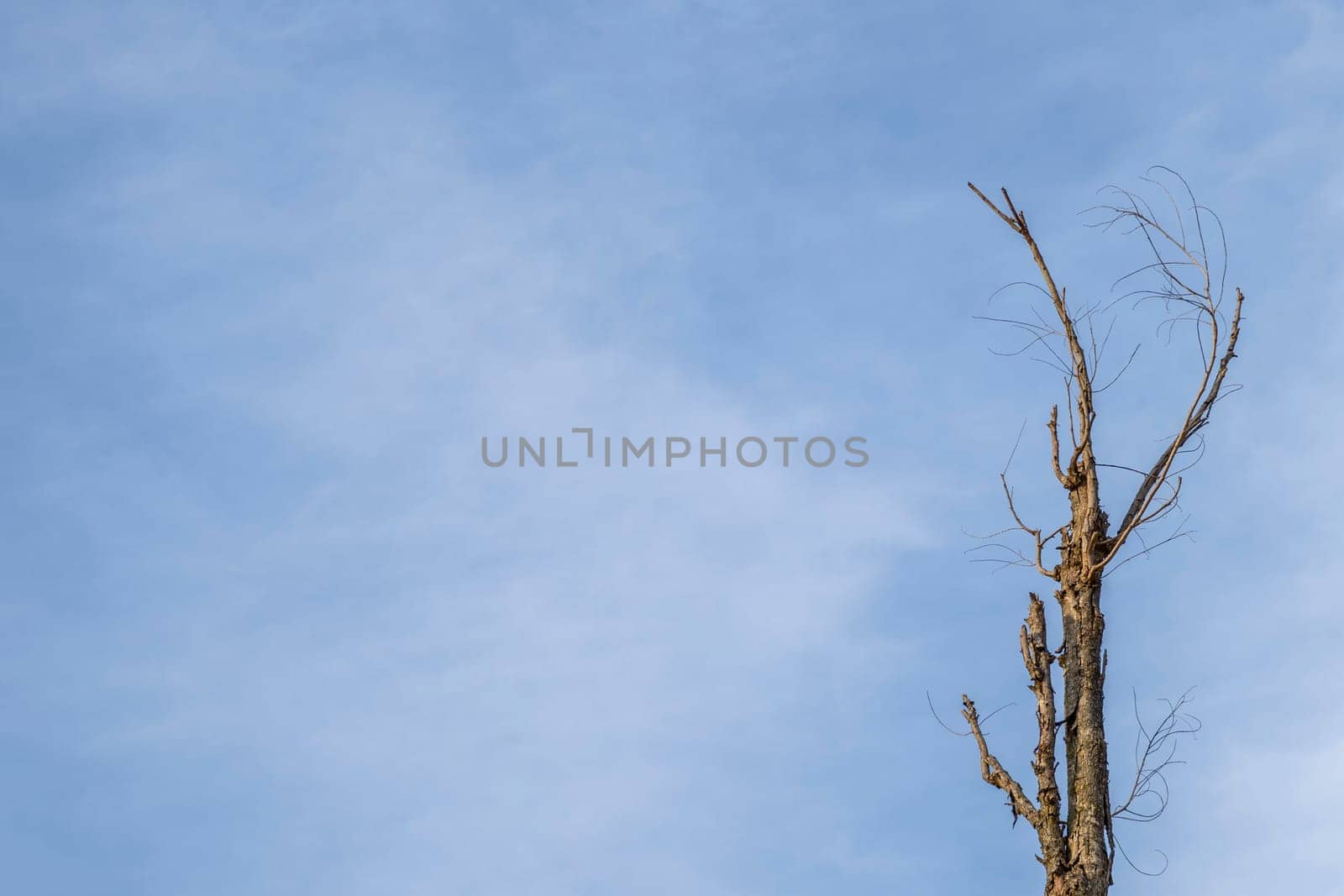 Top of dry wood with blue sky.