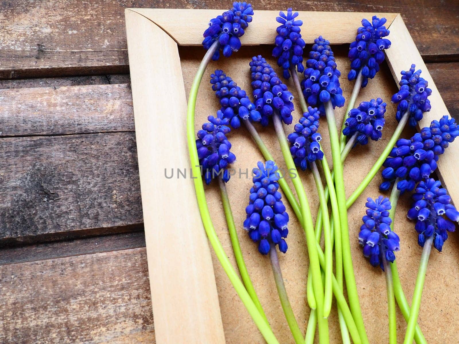 Blue spring flowers on a wooden photo frame. Muscari armeniacum on a wooden background. Bright postcard, congratulations. Copy space still life flat lay. Dark shabby old wood. Armenian grape hyacinth