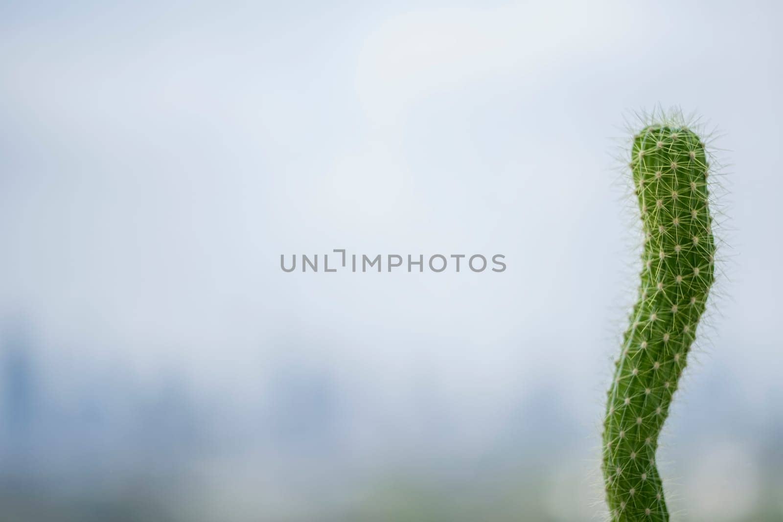 A cactus green on the city background