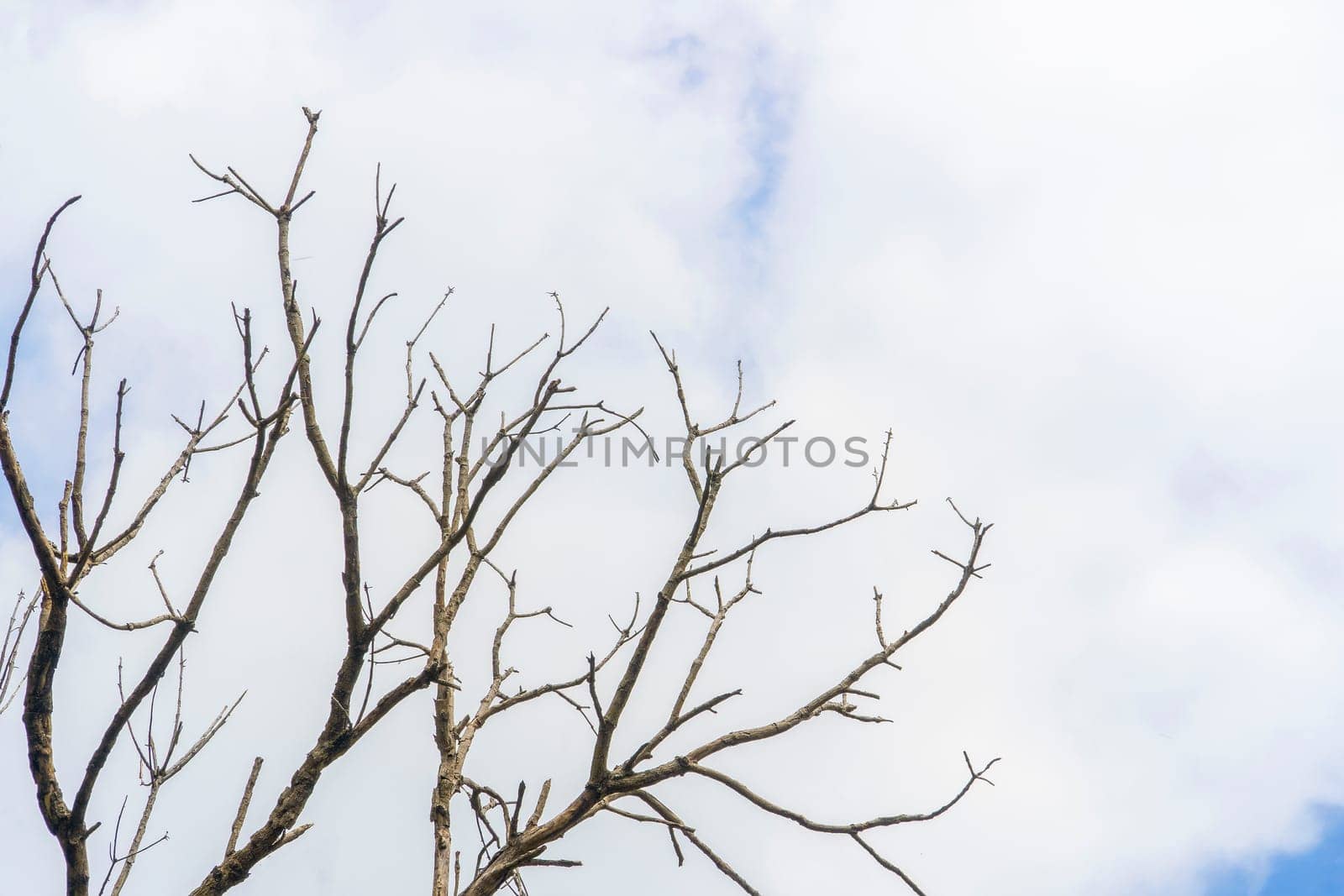 Top of dry wood with blue sky.