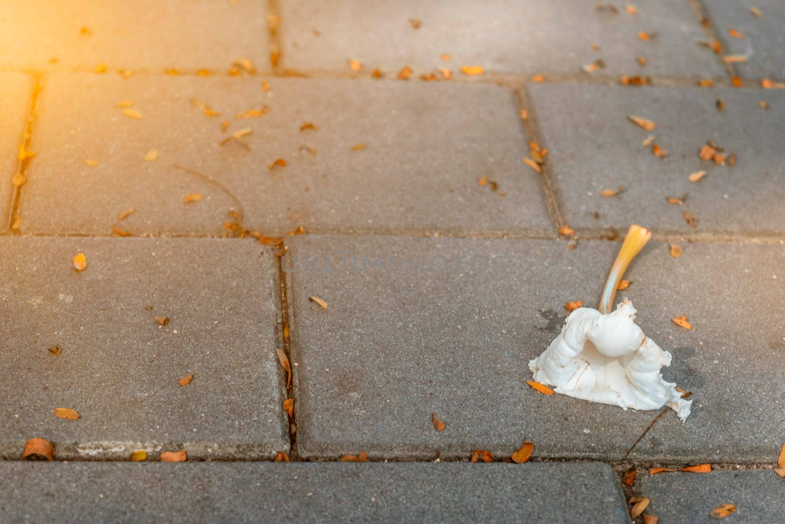 A flower falls on the ground beautiful