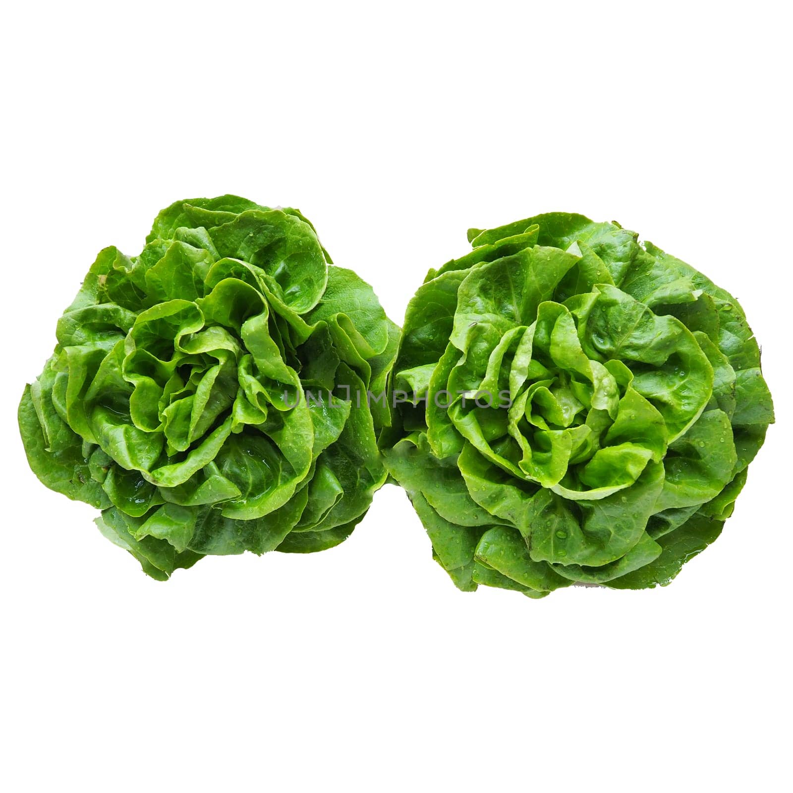Green salad, two pieces. An annual plant from the genus lettuce of the Asteraceae family. Delicious fortified leaves. Green salad or side dish. Lettuce or head lettuce. Isolate on white background.