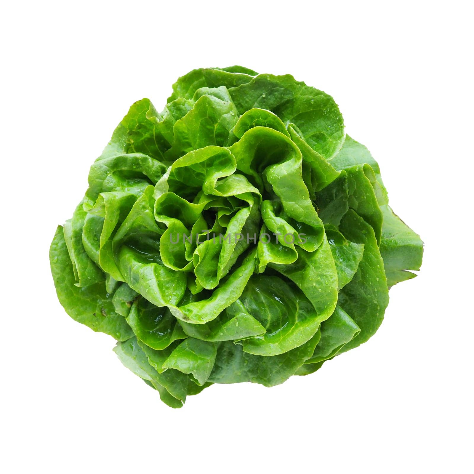 Sowing lettuce. An annual herb of the genus Lettuce of the Asteraceae family. Delicious fortified leaves. Green salad or side dish. Leaf lettuce or head lettuce. Isolate on white background.