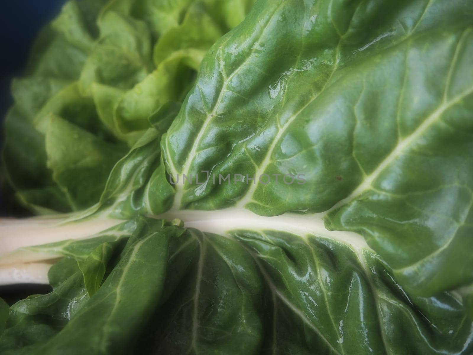 Mangold Beta vulgaris. Biennial herb, a subspecies of common beet. Fortified green lettuce leaves. Vegetarian or healthy food. Washed chard. Fresh harvested swiss chard from an organic farm