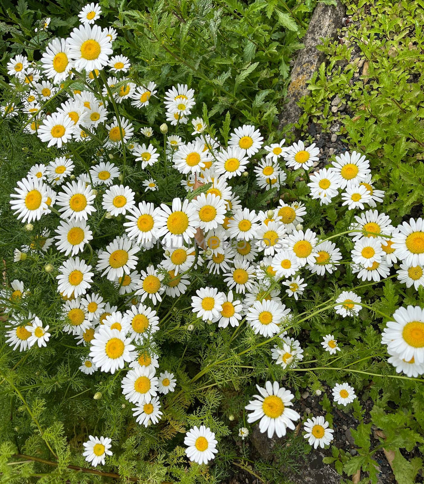 Roman Bertram,Anacycle pyrethrum,is an important medicinal plant with white flowers and is used in medicine. Roman Bertram,Anacycle pyrethrum,is an important medicinal plant with white flowers and is used in medicine.