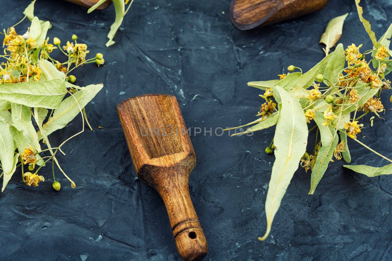 Healing inflorescences of linden for preparing tea, herbal medicine, medicinal plants.