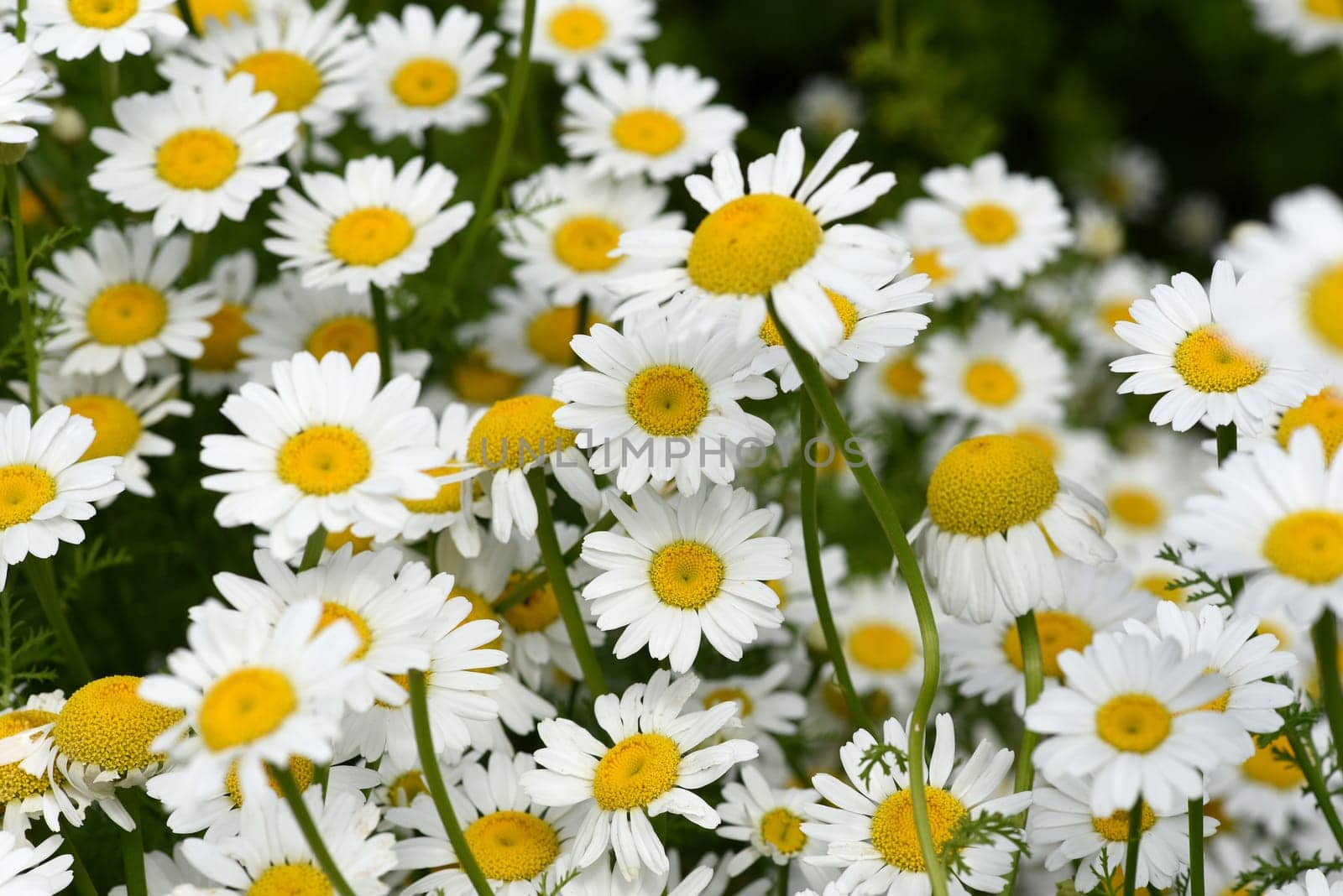 Roman Bertram,Anacycle pyrethrum,is an important medicinal plant with white flowers and is used in medicine. Roman Bertram,Anacycle pyrethrum,is an important medicinal plant with white flowers and is used in medicine.