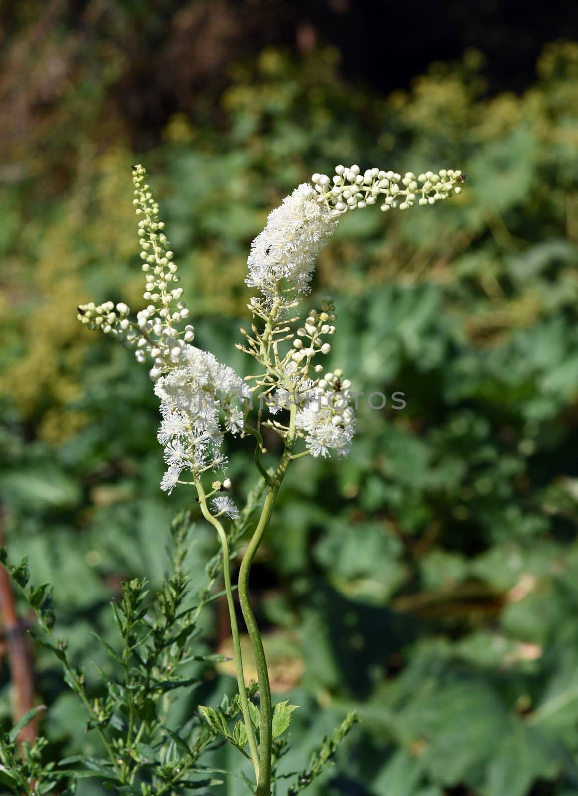 Black cohosh,Cimicifuga racemosa is an important medicinal and medicinal plant. Black cohosh,Cimicifuga racemosa is an important medicinal and medicinal plant.