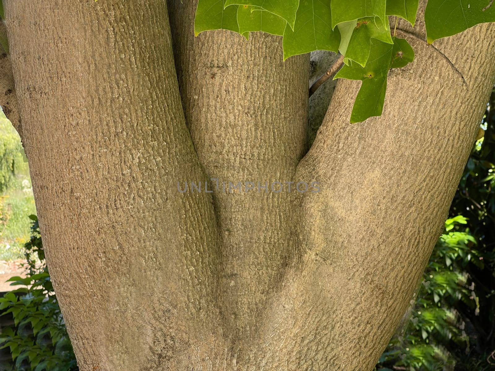 Tulip tree,Liriodendron tulipifera has beautiful tulip-shaped leaves. Tulip tree,Liriodendron tulipifera has beautiful tulip shaped leaves.