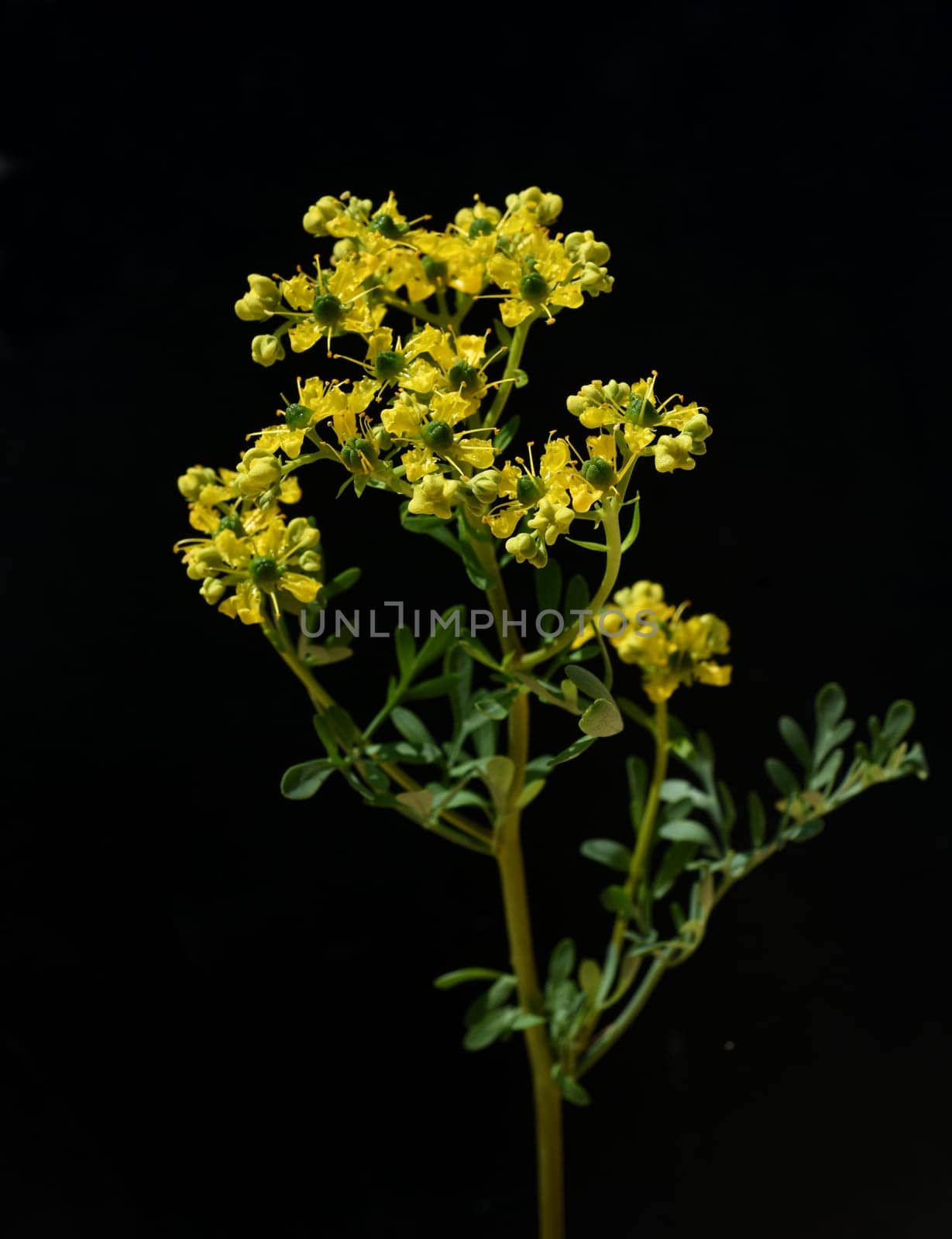 Rue,Ruta graveolens,is an important medicinal plant with yellow-green flowers. It is a perennial and is also used in the kitchen as a spice and in medicine. Rue,Ruta graveolens,is an important medicinal plant with yellow-green flowers. It is a perennial and is also used in the kitchen as a seasoning and in medicine.