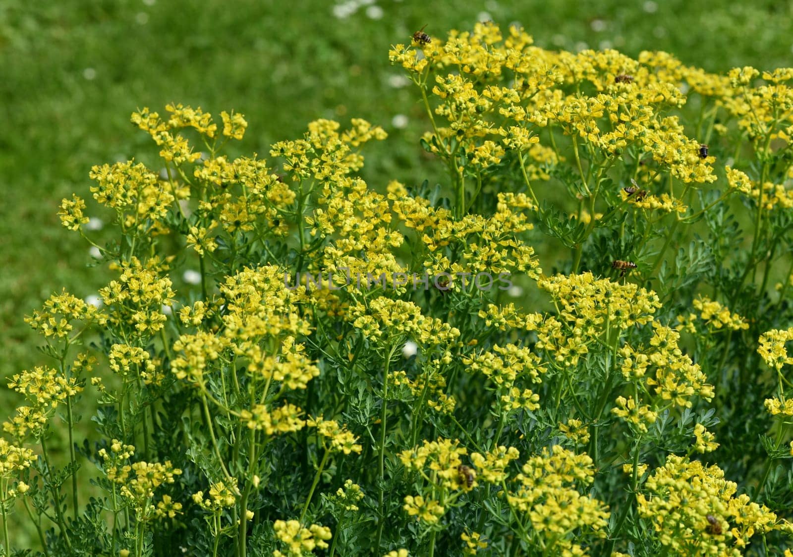 Rue,Ruta graveolens,is an important medicinal plant with yellow-green flowers. It is a perennial and is also used in the kitchen as a spice and in medicine. Rue,Ruta graveolens,is an important medicinal plant with yellow-green flowers. It is a perennial and is also used in the kitchen as a seasoning and in medicine.