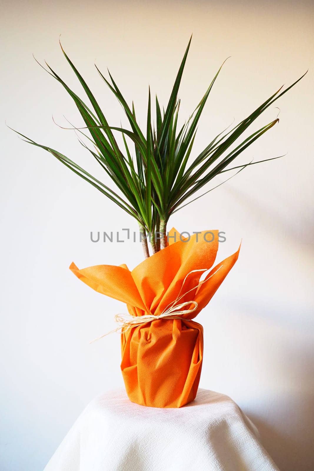 Dracaena, tropical plant as an interior item. A gift in orange wrapping paper on a table with a white napkin. White background. Dracaena or Dracaenaceae.
