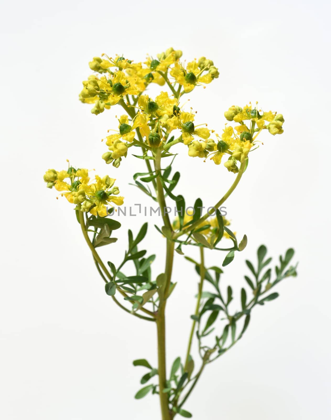 Rue,Ruta graveolens,is an important medicinal plant with yellow-green flowers. It is a perennial and is also used in the kitchen as a spice and in medicine. Rue,Ruta graveolens,is an important medicinal plant with yellow-green flowers. It is a perennial and is also used in the kitchen as a seasoning and in medicine.