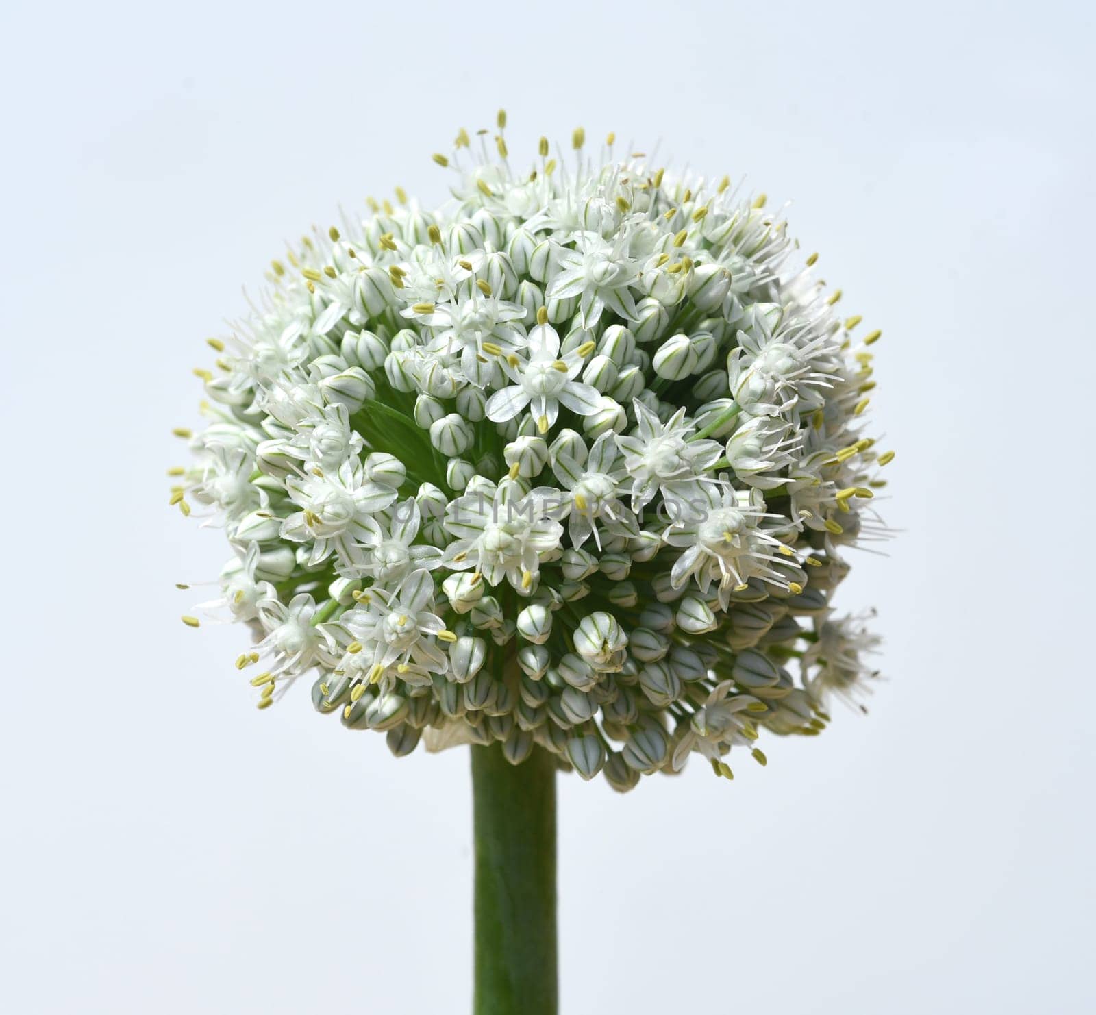Onion,Allium cepa,is a medicinal plant,and one of the most important cuisine. Onion,Allium cepa,is a medicinal plant and one of the most important culinary herbs.