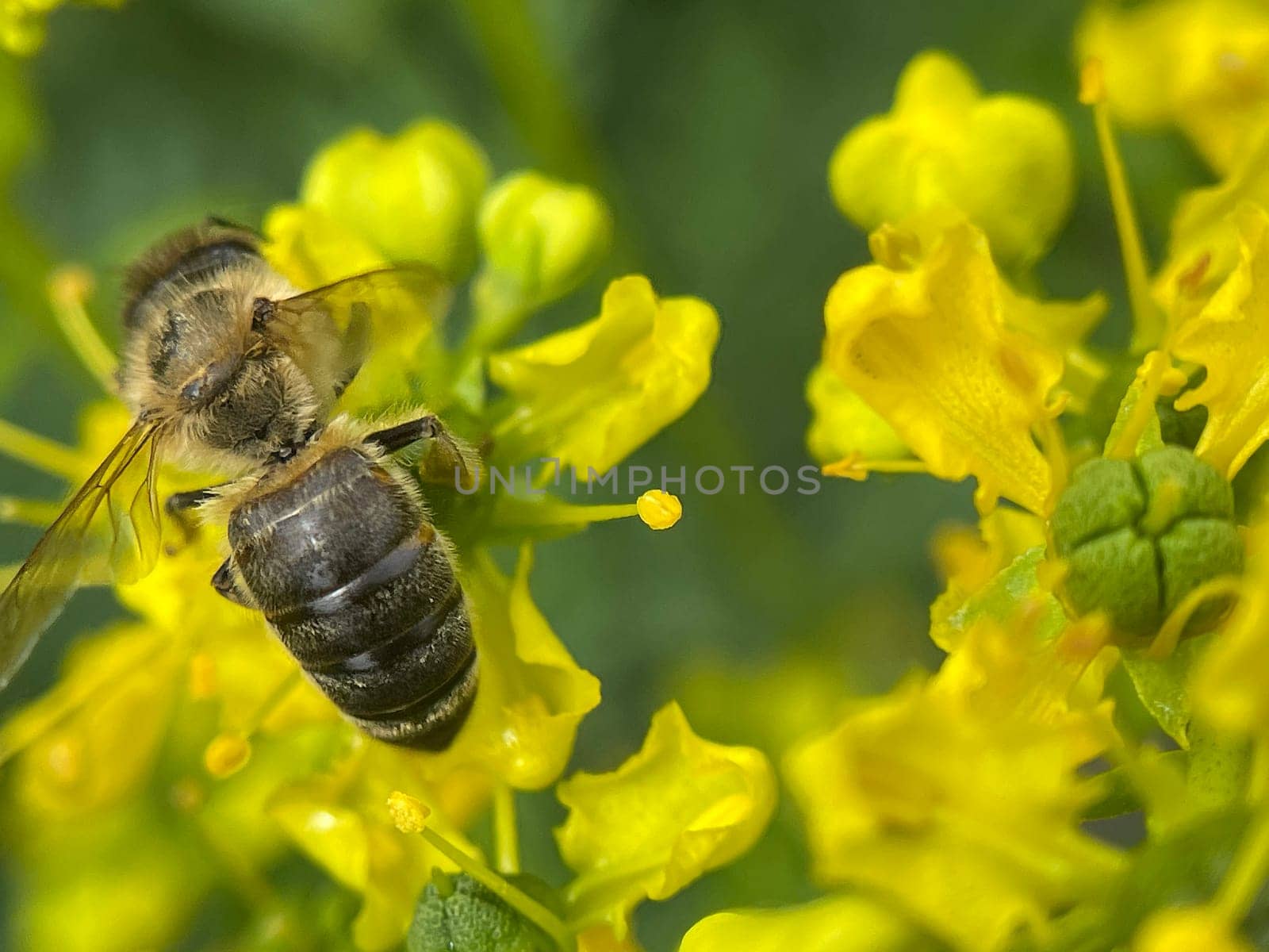 Rue,Ruta graveolens,is an important medicinal plant with yellow-green flowers. It is a perennial and is also used in the kitchen as a spice and in medicine. Rue,Ruta graveolens,is an important medicinal plant with yellow-green flowers. It is a perennial and is also used in the kitchen as a seasoning and in medicine.