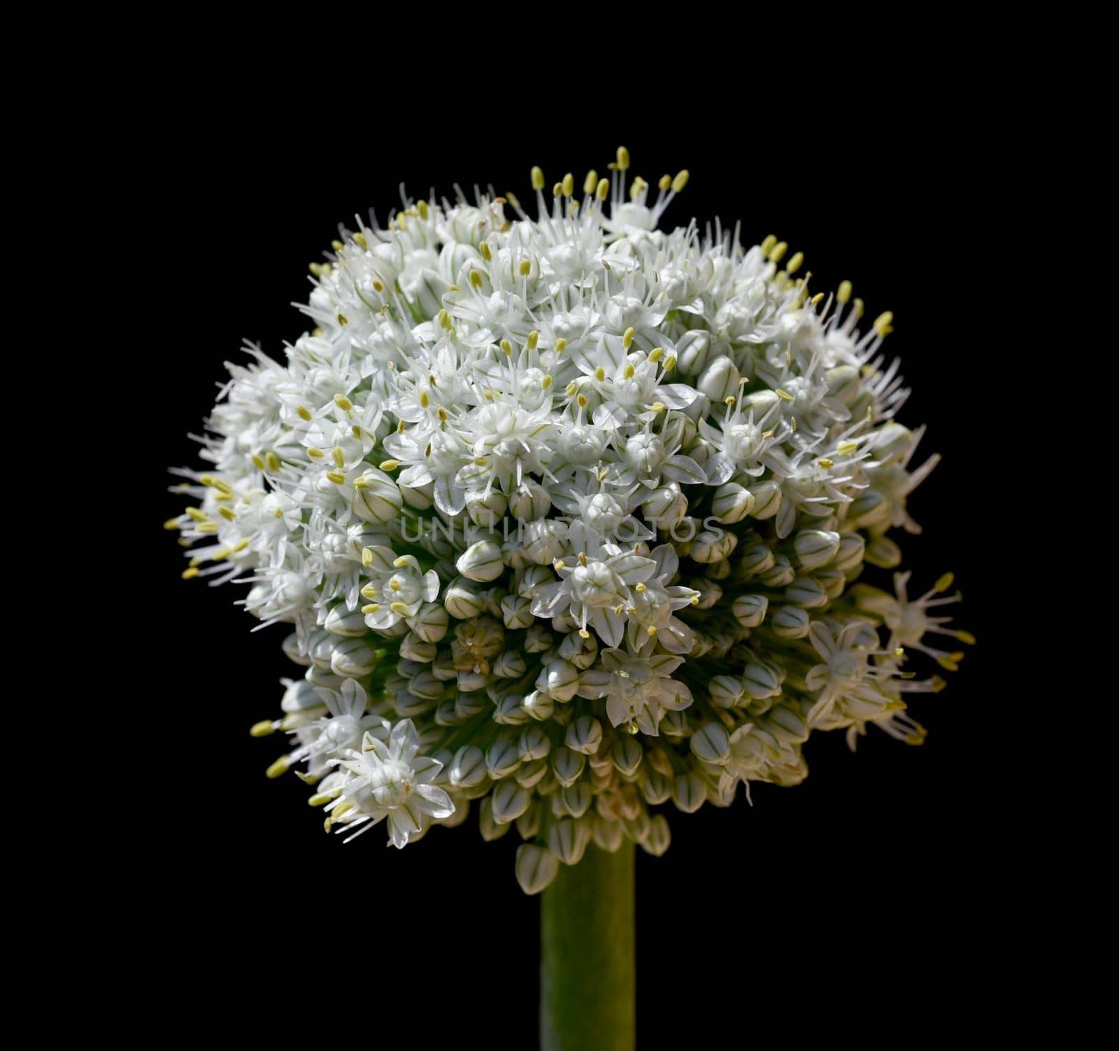 Onion,Allium cepa,is a medicinal plant,and one of the most important cuisine. Onion,Allium cepa,is a medicinal plant and one of the most important culinary herbs.