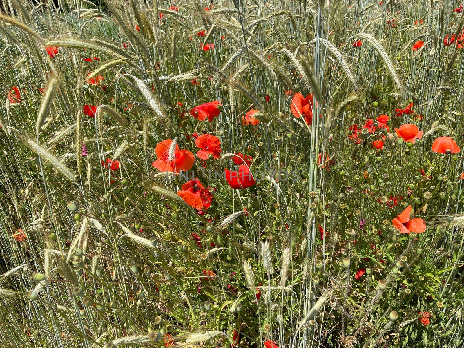 Papaver is a genus of flowering plants in the poppy family. Corn poppy,Papaver is a genus of plants from the poppy family with red flowers.