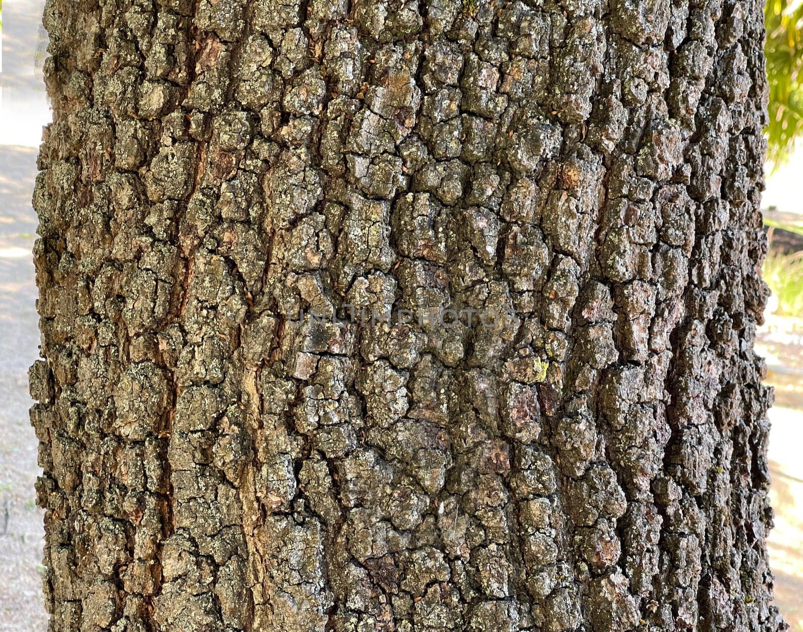 . Aleppo oak,Quercus infectoria,german rarely referred to as Aleppo oak or Faerber oak,also gall oak,is a species of oak native to the eastern Mediterranean. Aleppo oak,Quercus infectoria,rarely referred to in German as Aleppo oak or dyer's oak,also gall oak,is a species of oak,widespread in the eastern Mediterranean region.
