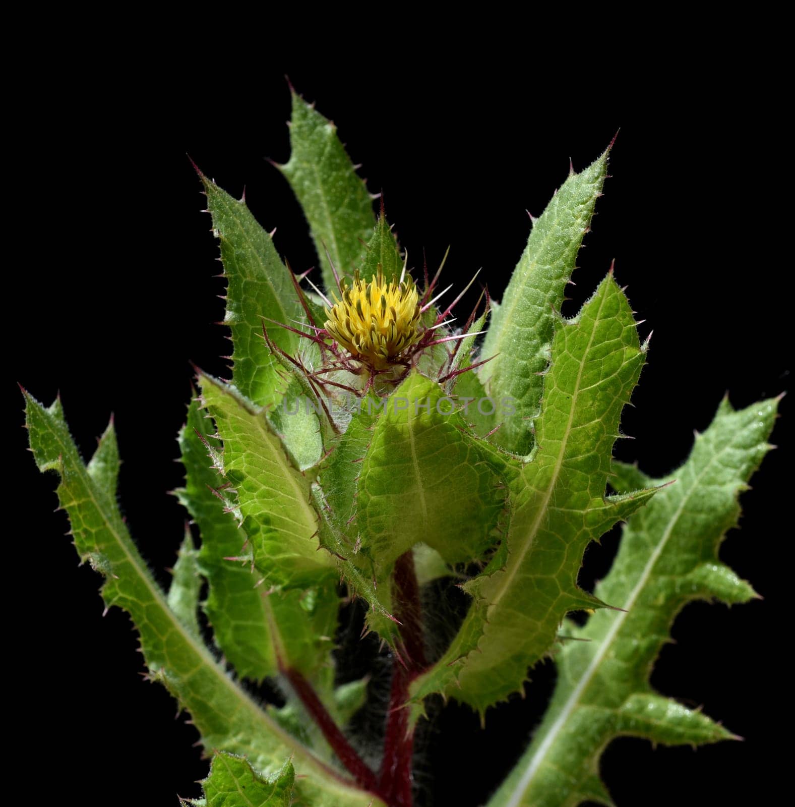 Benedictine herb,Cnicus benedictus,is an important medicinal plant and a poisonous plant with orange flowers. Benedictine herb,Cnicus,Benedictus is an important medicinal plant and poisonous plant with orange flowers.