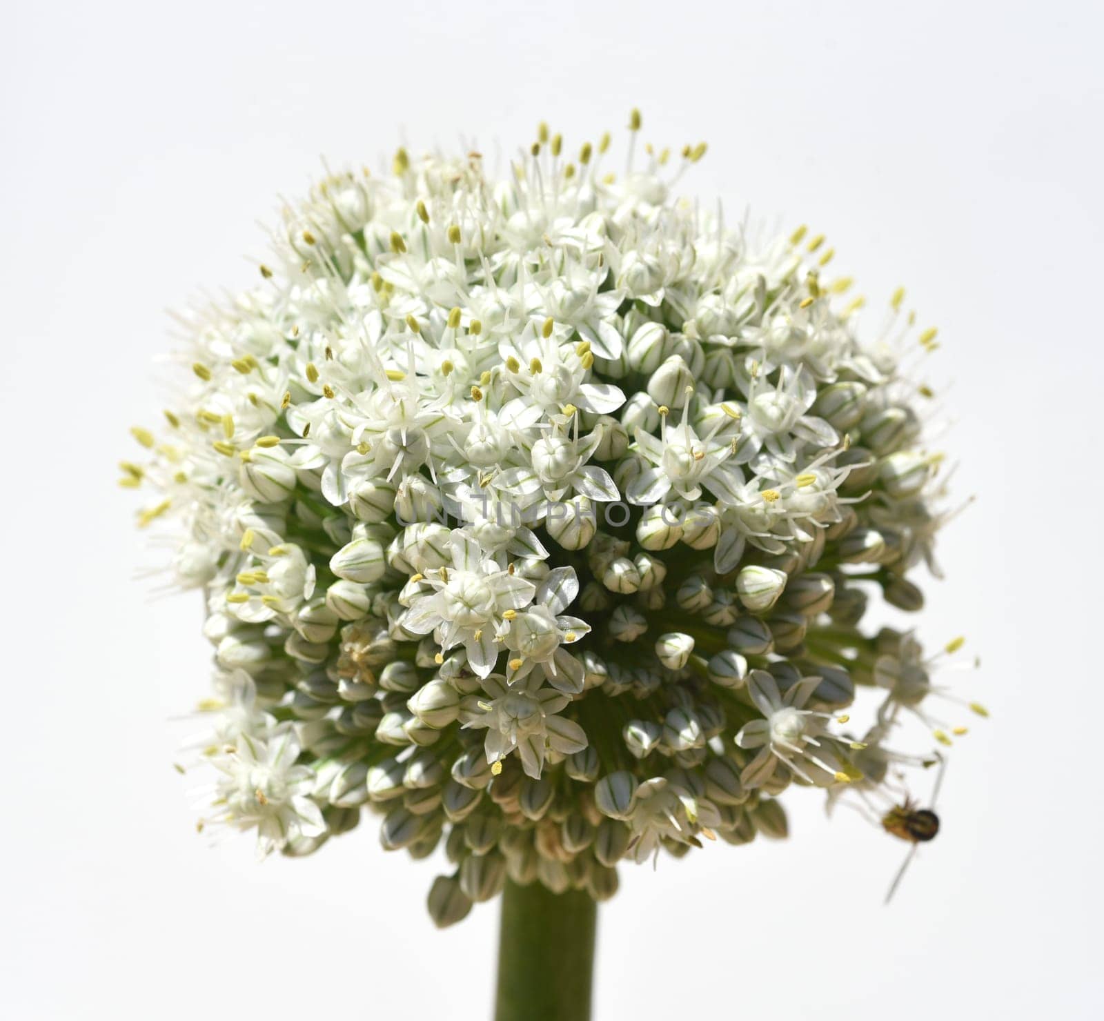 Onion,Allium cepa,is a medicinal plant,and one of the most important cuisine. Onion,Allium cepa,is a medicinal plant and one of the most important culinary herbs.