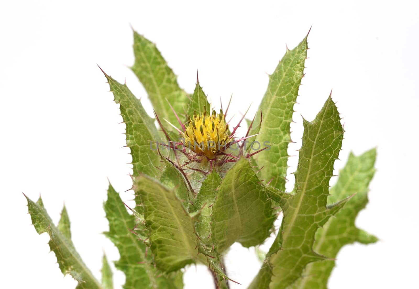 Benedictine herb,Cnicus benedictus,is an important medicinal plant and a poisonous plant with orange flowers. Benedictine herb,Cnicus,Benedictus is an important medicinal plant and poisonous plant with orange flowers.