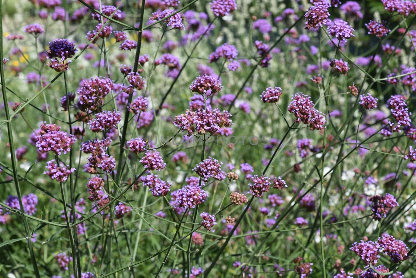 Patagonian verbena,Verbena bonariensis belongs to the genus Verbena comprising more than 250 species and is a beautiful summer flower. Patagonian vervain,Verbena bonariensis belongs to the genus Verbena,which has over 250 species and is a beautiful summer flower.