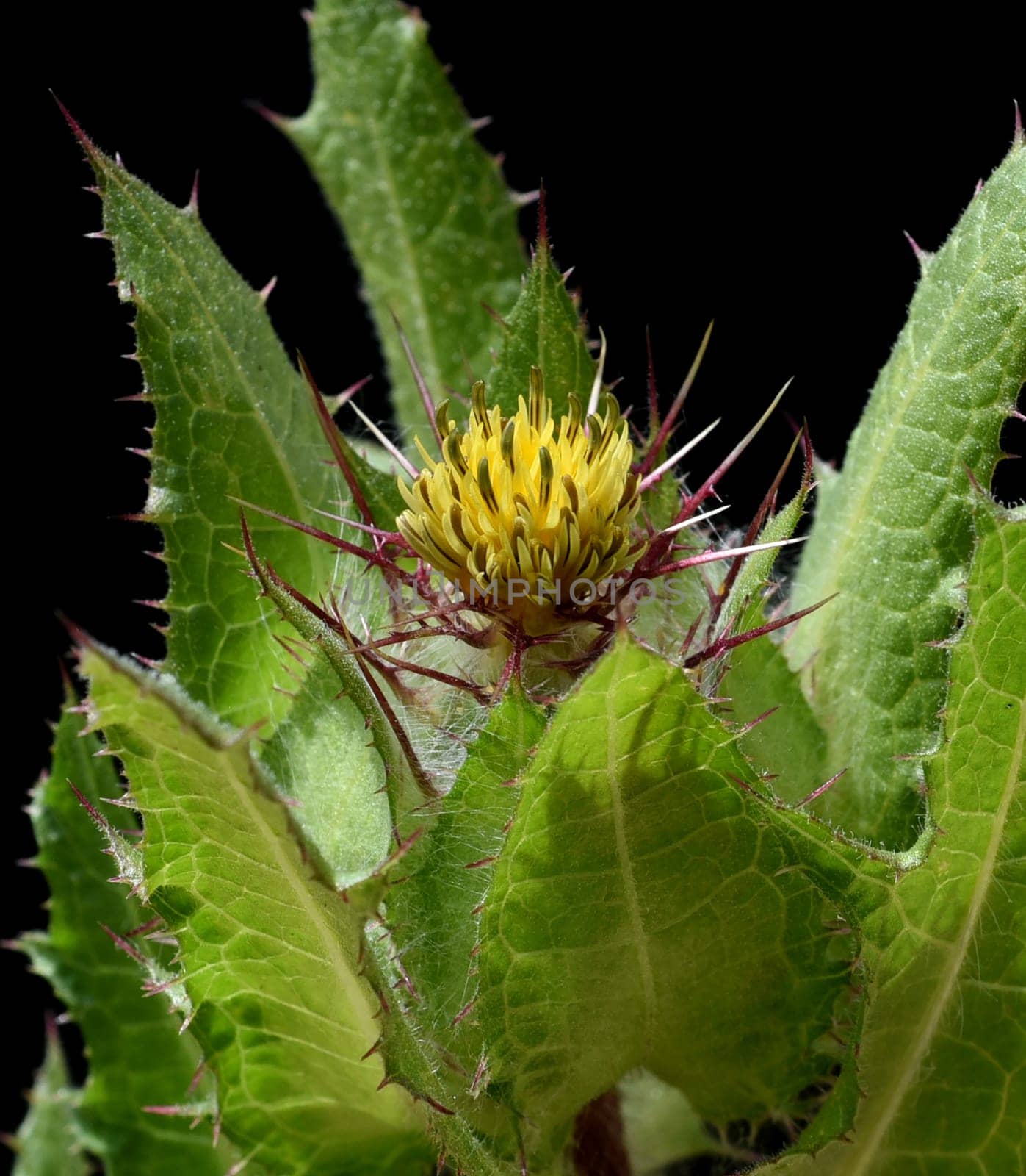 Benedictine herb,Cnicus benedictus,is an important medicinal plant and a poisonous plant with orange flowers. Benedictine herb,Cnicus,Benedictus is an important medicinal plant and poisonous plant with orange flowers.