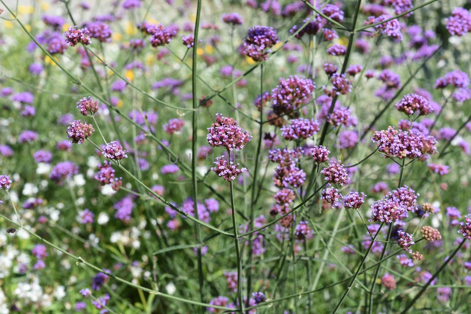 Patagonian verbena,Verbena bonariensis belongs to the genus Verbena comprising more than 250 species and is a beautiful summer flower. Patagonian vervain,Verbena bonariensis belongs to the genus Verbena,which has over 250 species and is a beautiful summer flower.