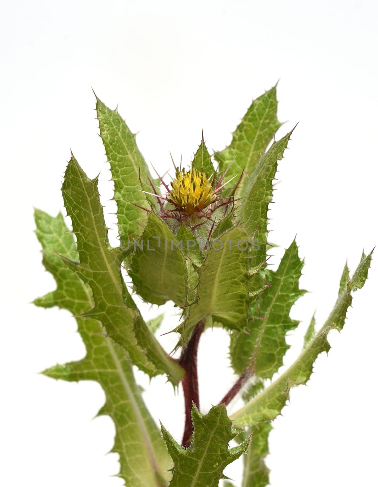 Benedictine herb,Cnicus benedictus,is an important medicinal plant and a poisonous plant with orange flowers. Benedictine herb,Cnicus,Benedictus is an important medicinal plant and poisonous plant with orange flowers.