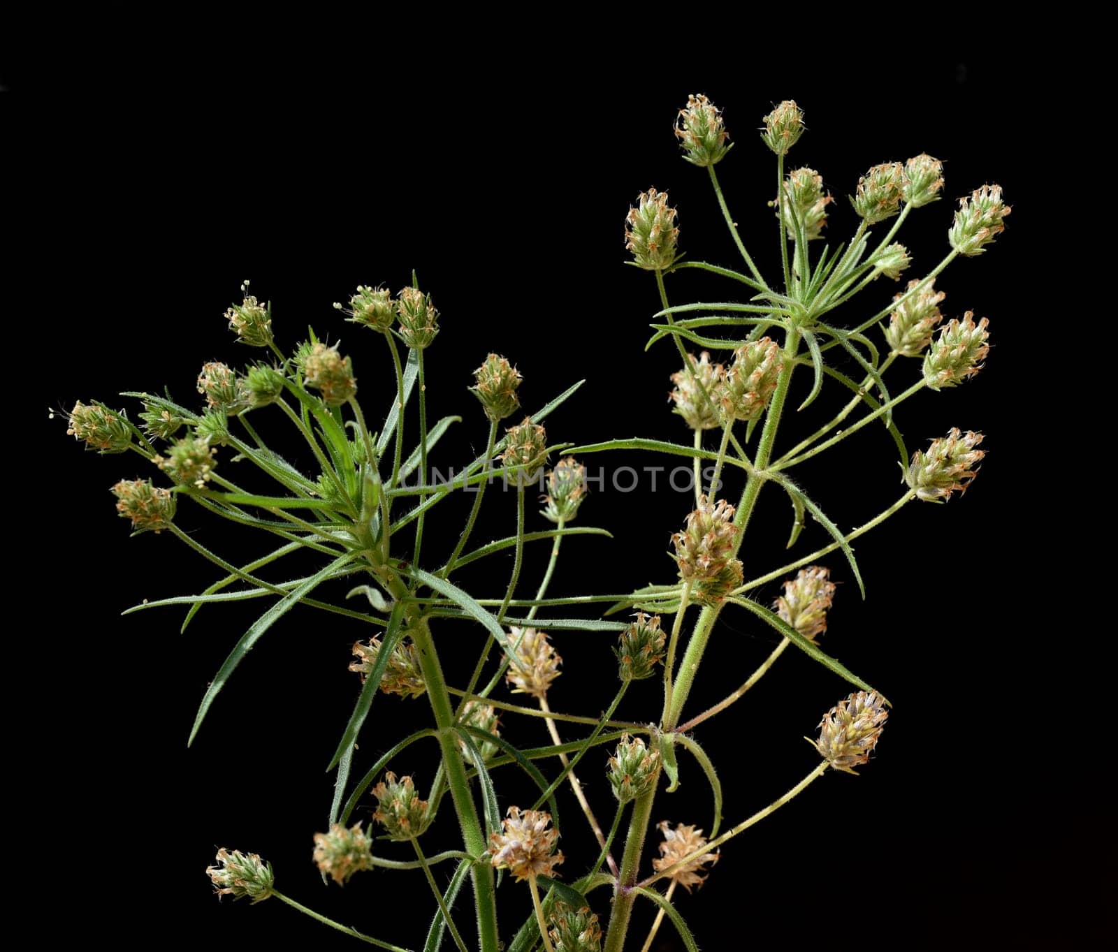 Psyllium seeds,Afra plantago is an important medicinal plant and is often used in medicine. The plant is one year old. Black psyllium,Afra plantago is an important medicinal plant and is widely used in medicine. The plant is one year old.