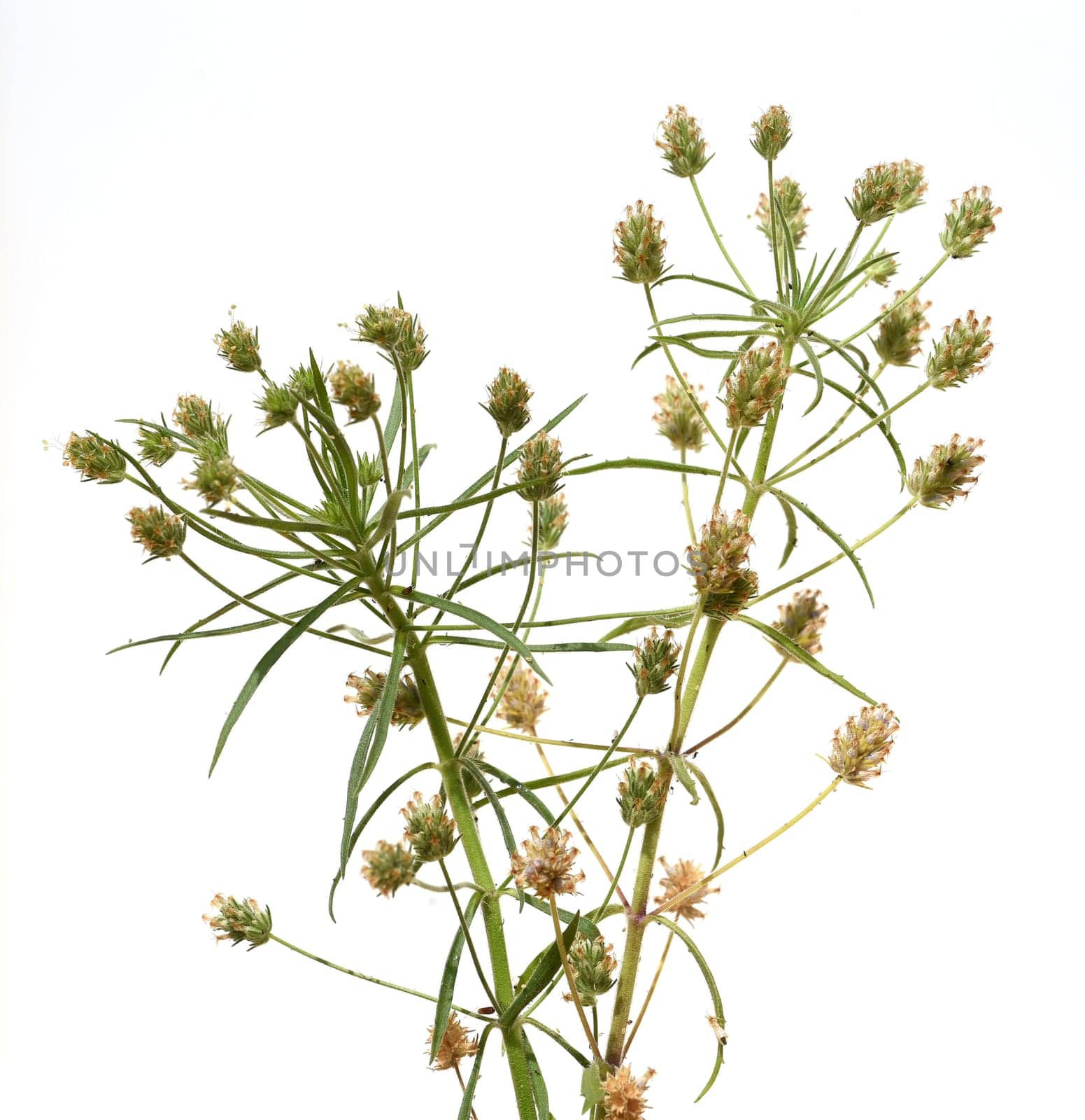 Psyllium seeds,Afra plantago is an important medicinal plant and is often used in medicine. The plant is one year old. Black psyllium,Afra plantago is an important medicinal plant and is widely used in medicine. The plant is one year old.