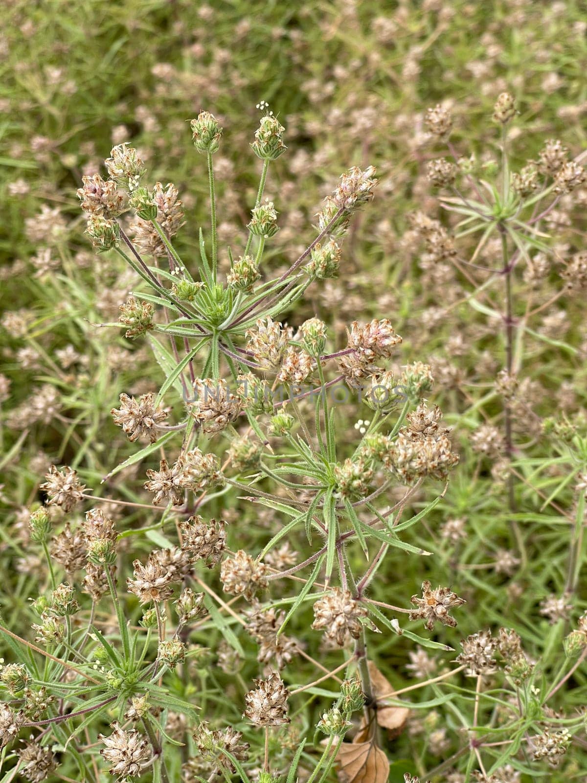 Psyllium seeds,Afra plantago is an important medicinal plant and is often used in medicine. The plant is one year old. Black psyllium,Afra plantago is an important medicinal plant and is widely used in medicine. The plant is one year old.